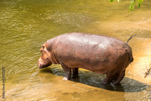 Hippos (hippopotamus) in river