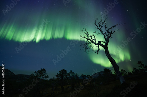 The Old Tree and the Northern Lights Another evening with extremely active Northern Lights, KP4-5 activity, it became a G2 geomagnetic storm !