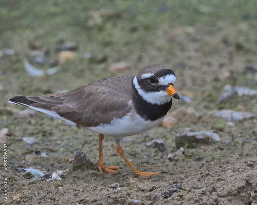 Little ringed plover looking for food on the edge of a pond. Little ringed plover looking for food on the edge of a pond.