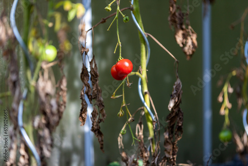 Reife rote Tomaten im Herbst kurz vor Ende der Planze photo