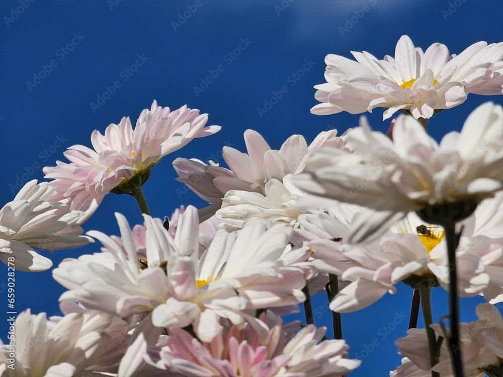 white flowers and blue sky, flowers in the garden, flowers close-up, floral background