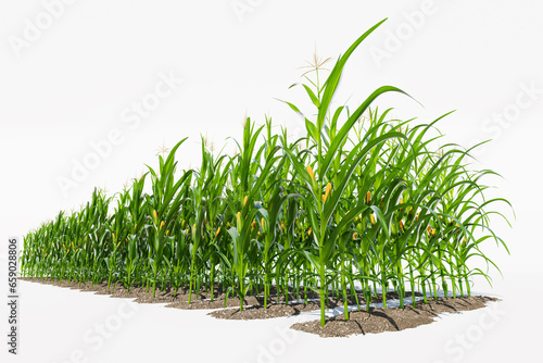 Rows of corn plants with yellow cobs on a white background close-up. Corn plant 3D on isolated background