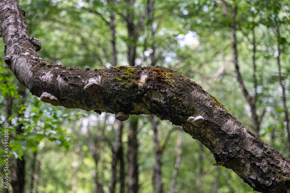 Fototapeta premium Mushrooms on a tree in the forest