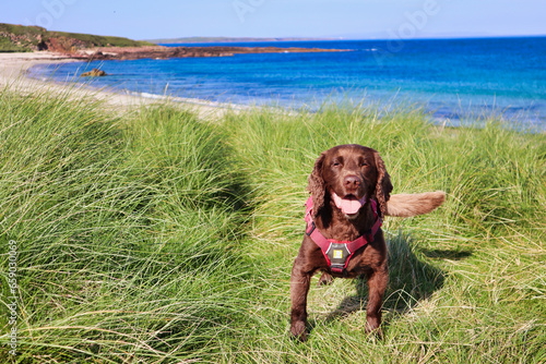 Happy smiling browm medium sized dog in grass sand dunes with beach background photo