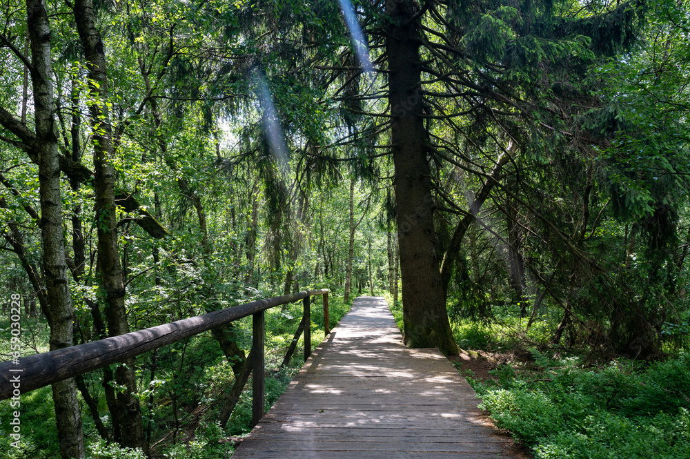 Fototapeta premium A wooden path with trees and sunrays in the red bog