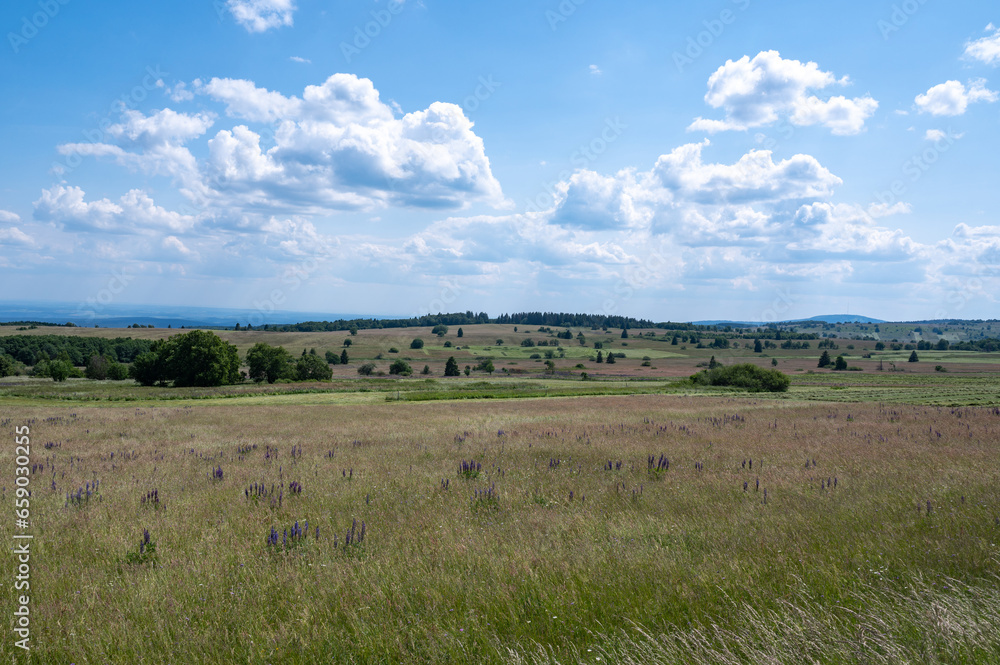 Landscape and meadow with lupins in the high Rhön Landscape and meadow with lupins in the high Rhön