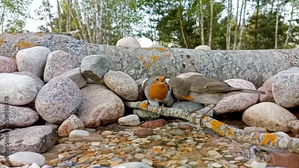 The courtship period of forest songbirds. The male robin feeds the female. The courtship period of forest songbirds. The male robin feeds the female.