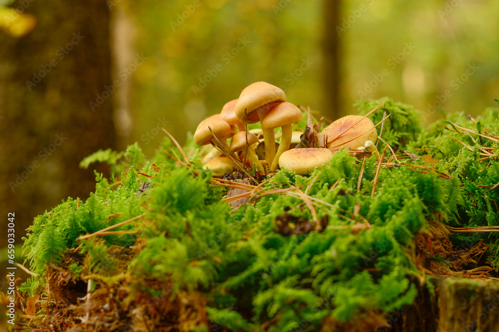 Obraz premium mushroom in the forest