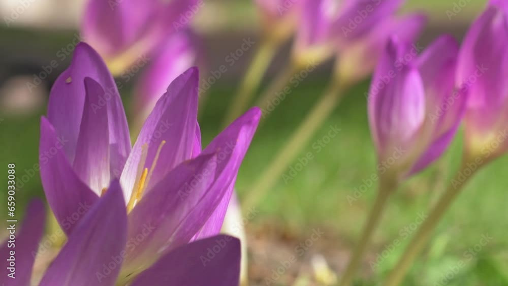 flowering beautiful white - violet crocuses at sunny autumn day. macro flowering beautiful white - violet crocuses at sunny autumn day. macro