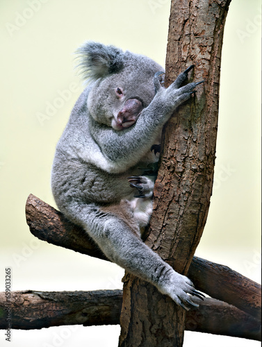 Photography isolated Koala bear sitting on a tree stem