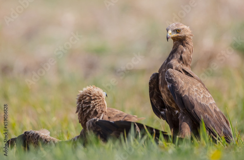 Lesser spotted eagle - pair of birds in spring 