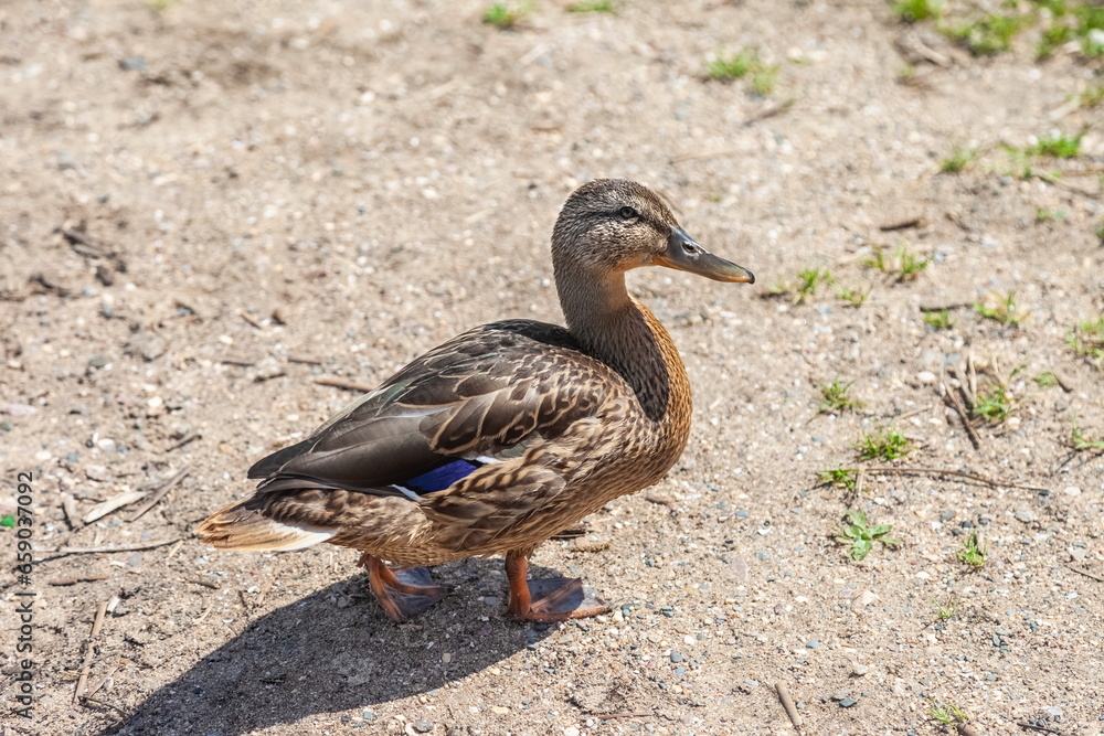 MALLARD duck close-up on the background of sand beach in summer MALLARD duck close-up on the background of sand beach in summer