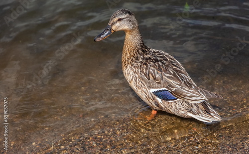 MALLARD duck close-up on the background of lake water in summer © Александр Коликов