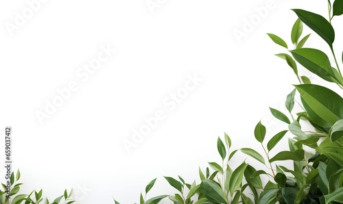 Wallpaper Mural Green plant in white isolated background Torontodigital.ca