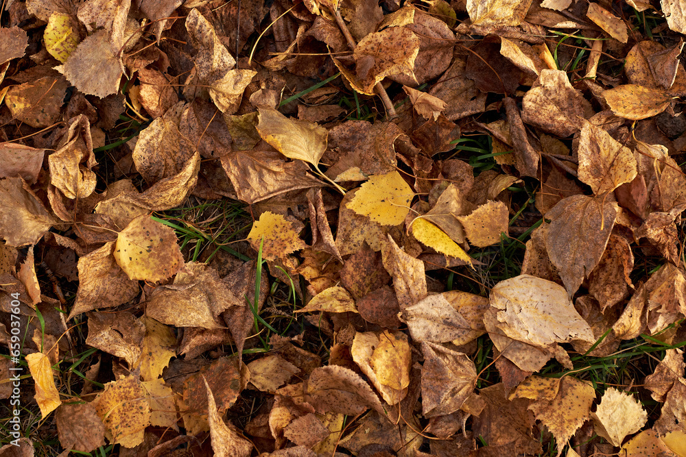 Fallen yellow leaves on the ground Fallen yellow leaves on the ground