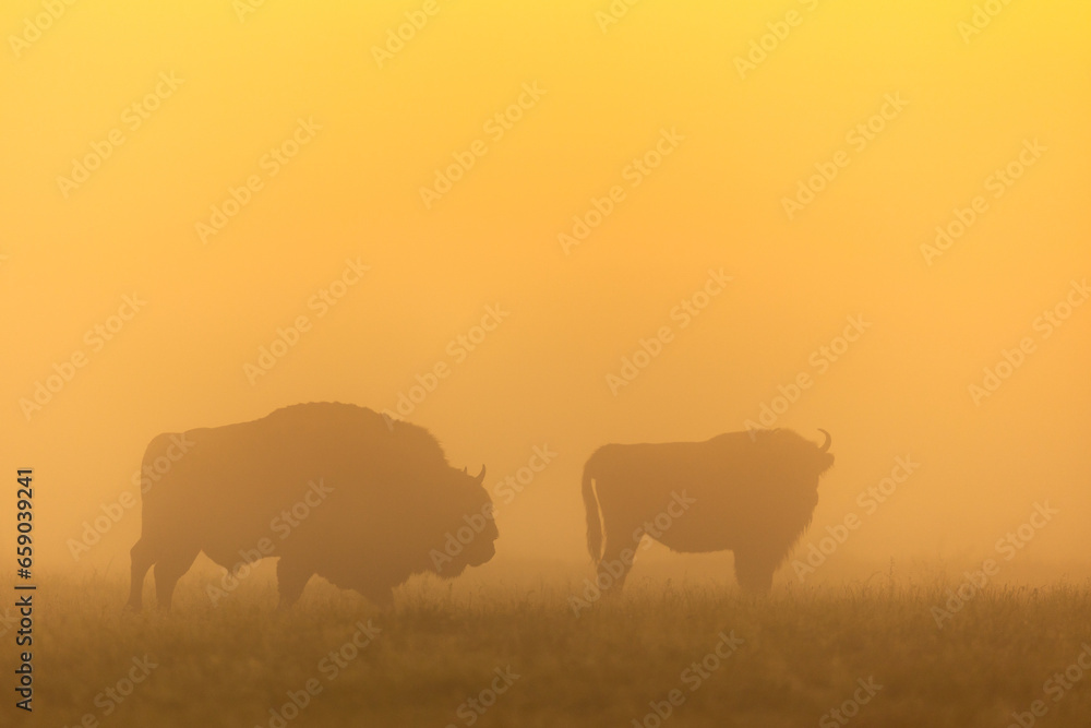 European bison - Bison bonasus in the Knyszyńska Forest (Poland) European bison - Bison bonasus in the Knyszyńska Forest (Poland)
