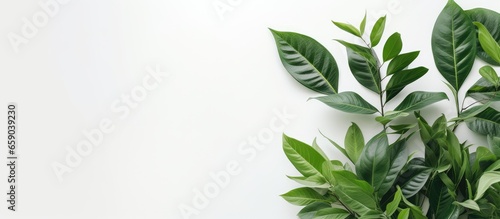 Minimalist style houseplant zamiokulkas with lush green leaves on white wall