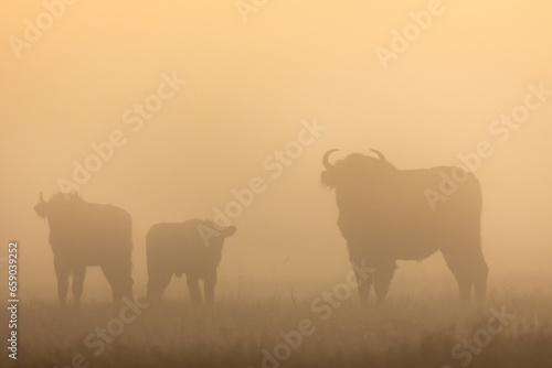European bison - Bison bonasus in the Knyszyńska Forest (Poland)