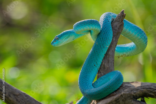  Close up shot of male blue white lipped Island pit viper snake Trimeresurus insularis hanging on a branch, natural bokeh background
