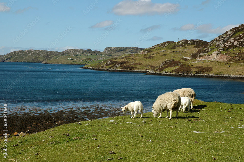 mouton; bord de mer; Kinlochbervie; Ecosse; Grande Bretagne