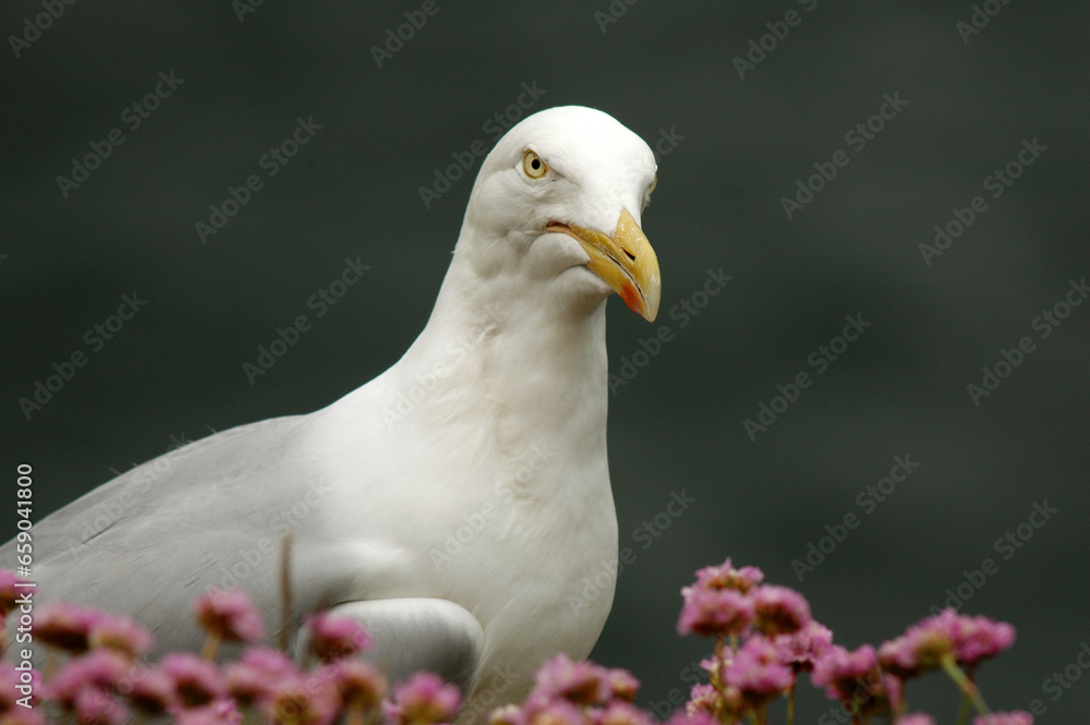 Fototapeta premium Goéland argenté,.Larus argentatus, European Herring Gull, Armérie maritime, Armeria maritima