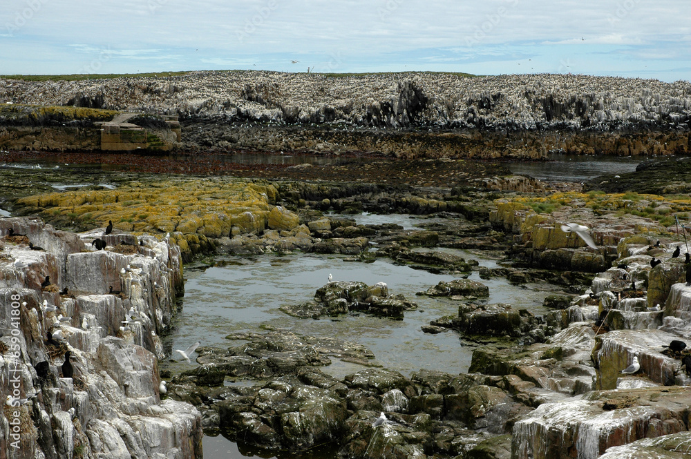 Colonies d'oiseaux de mer; Mouette tridactyle; Cormoran huppé; Phalacrocorax aristotelis; nids; Réserve naturelle; Farne island; Ecosse; Grande Bretagne Colonies d'oiseaux de mer; Mouette tridactyle; Cormoran huppé; Phalacrocorax aristotelis; nids; Réserve naturelle; Farne island; Ecosse; Grande Bretagne