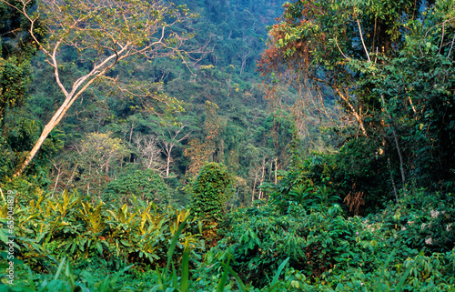 Foret primaire  Foret Amazonienne  Parc national de Manu  Perou