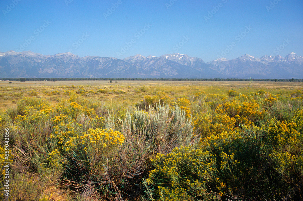 Obraz premium Bigelovie puante , Chrysothamnus nausseosus, Ericameria nauseosa, Parc national du Grand Teton , USA