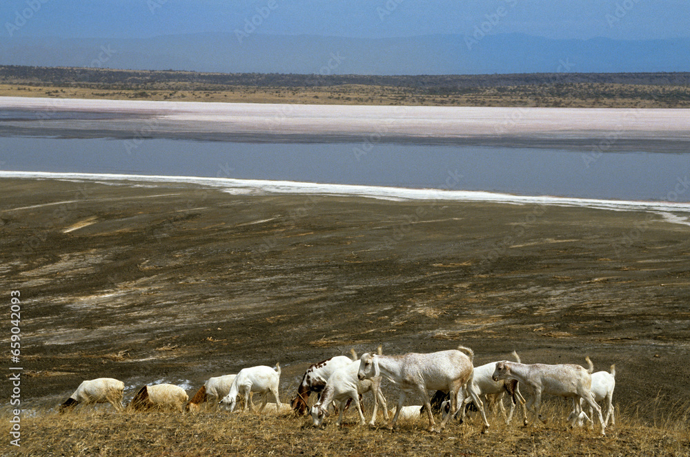 Chévre, Race naine d'Afrique orientale , Lac de soude Magadi , Kenya Chévre, Race naine d'Afrique orientale , Lac de soude Magadi , Kenya