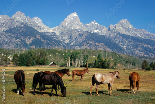 Chevaux  Montagnes  Parc National du Grand T  ton  Wyoming   USA