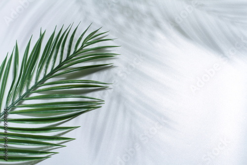 shadow of palm leaves on white background