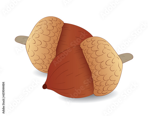 hand drawing acorn concept