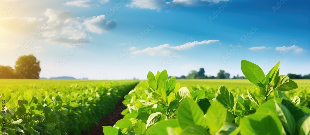 Fototapeta premium Summer view of a rural road surrounded by green soybean fields forming an agricultural soy plantation
