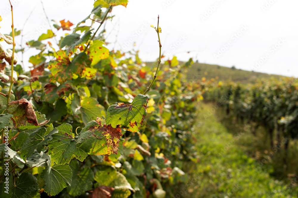 Fototapeta premium Rows of grapes on a vineyard.