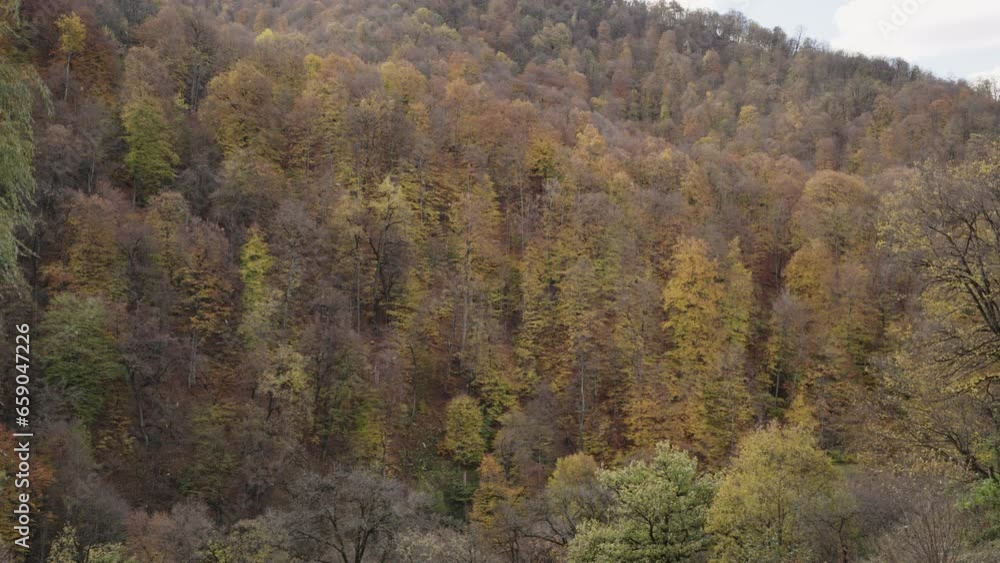 Slow motion of mountain forest in october with some falling leaves Slow motion of mountain forest in october with some falling leaves