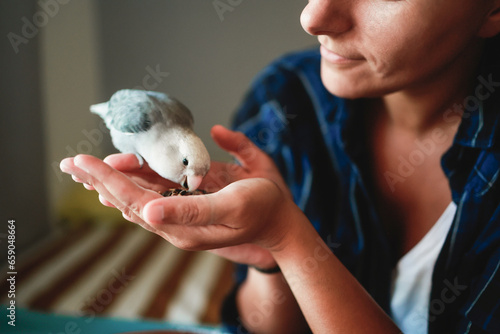 Woman pet and feed parrot bird at home - Owner and animal friendship and domestic life concept photo