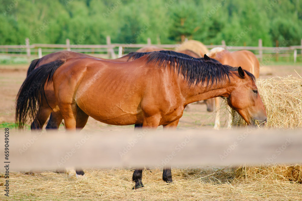 Fototapeta premium The mare and her foal graze together on the tender hay, nourishing themselves in the outside stable of the farm.