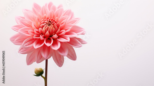 Artistic Floral Photography  Pink Blossoming Flower Close-Up with Space for Text