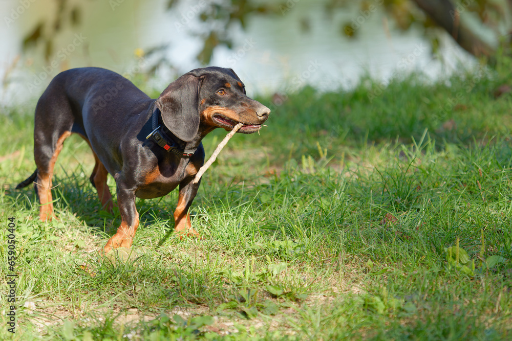 Selective focus photo of an adorable black and tan miniature Dachshund playing with a stick by the lakeshore