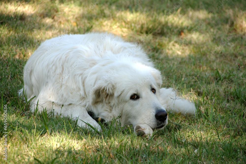 Maremma-Abruzzese sheepdog on lawn in Tuscany Maremma-Abruzzese sheepdog on lawn in Tuscany