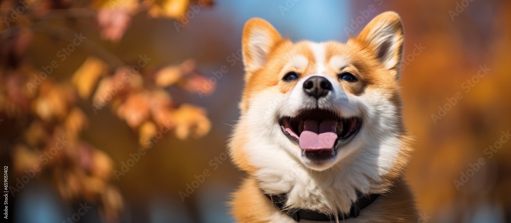 Smiling dog on its back Smiling dog on its back