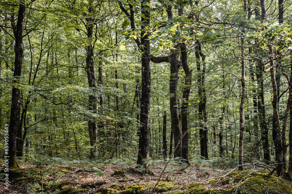 Photo d'ambiance dans une forêt. Photo d'ambiance dans une forêt.