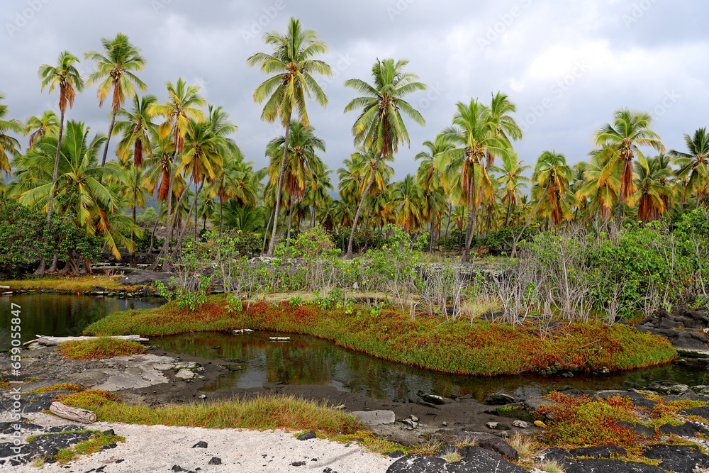 Obraz premium Big Island, Hawaii landscape with coconut trees, plants, succulent, and brook.