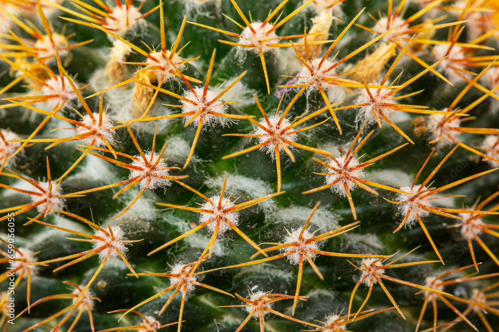 macro cactus texture,Cactus needles close-up, green succulent close-up, virid cactus texture, lawny natural background, detailed cactus texture close-up, macro cactus texture,Cactus needles close-up, green succulent close-up, virid cactus texture, lawny natural background, detailed cactus texture close-up,