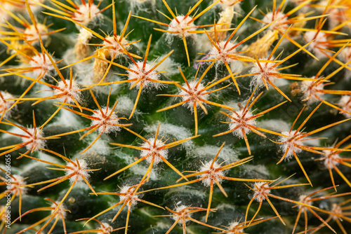 macro cactus texture,Cactus needles close-up, green succulent close-up, virid cactus texture, lawny natural background, detailed cactus texture close-up, photo