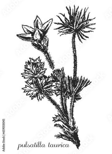 pulsatilla taurica, pulsatilla halleri, pulsatilla lithophilla, medicinal plant, medicinal herbs, black and white design, poplar leaf, poplar branch, black and white poplar design