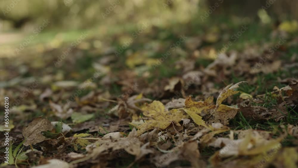 Slow motion fallen autumn leaves on a trail in forest Slow motion fallen autumn leaves on a trail in forest