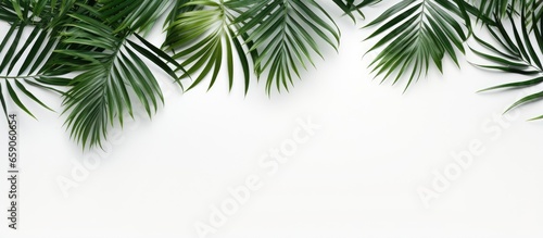 Minimalist palm leaf pattern composition on white background photo