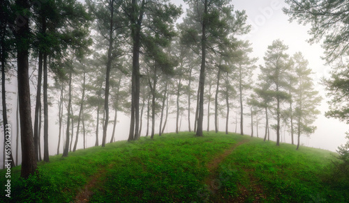 Beautiful landscape view of misty forest in the morning