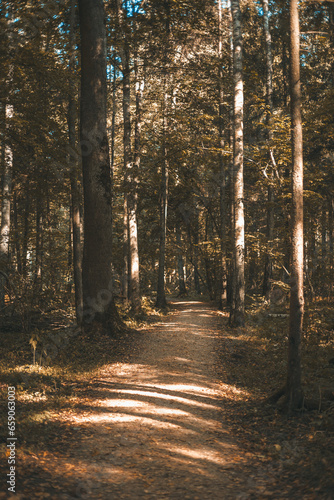 Fototapeta Naklejka Na Ścianę i Meble -  Forest roads in the autumn forest